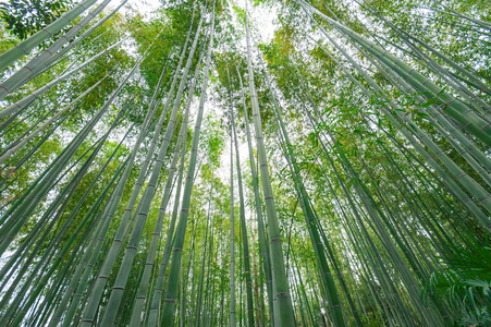 竹林，竹林在岚山，京都，日本