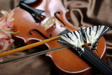 小提琴和蝴蝶在丝绸背景。小提琴和百合