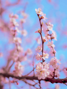 杏花粉红春花