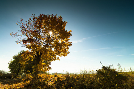 秋天的场面与五颜六色的树叶 树和蓝蓝的天空