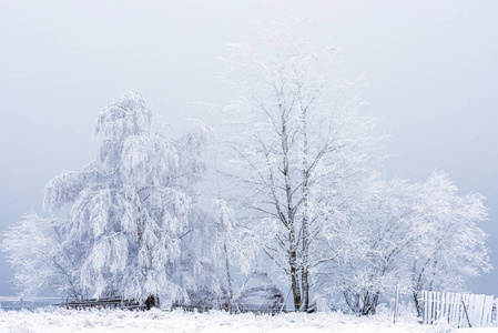 森林里的第一场雪。覆盖自然树木和植物的霜和霜