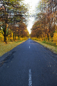 秋天的森林和道路