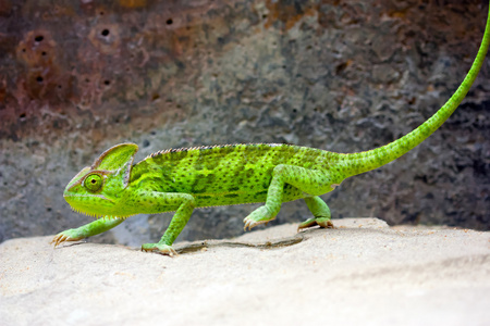 面纱变色龙Chamaeleo Calyptratus