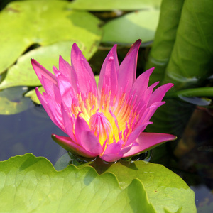 粉红色莲花盛开在夏天