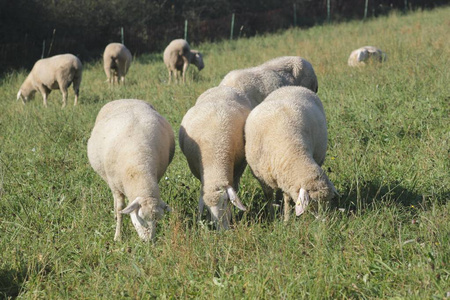 成群的绵羊在草地上和雄性 animalsto 的羊群中保持着这种称呼, 这些被称为 成群 或 白羊座 和 雌性绵羊。