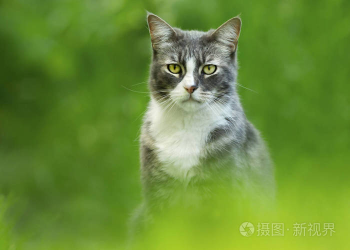 在绿色背景下的猫