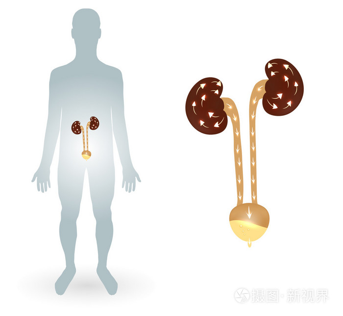 人类silhtouette 和泌尿系统