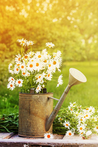 在花园的浇水可以新鲜切春黄菊花
