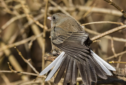 一只黑眼睛 junco 栖息在农村地区的树枝上