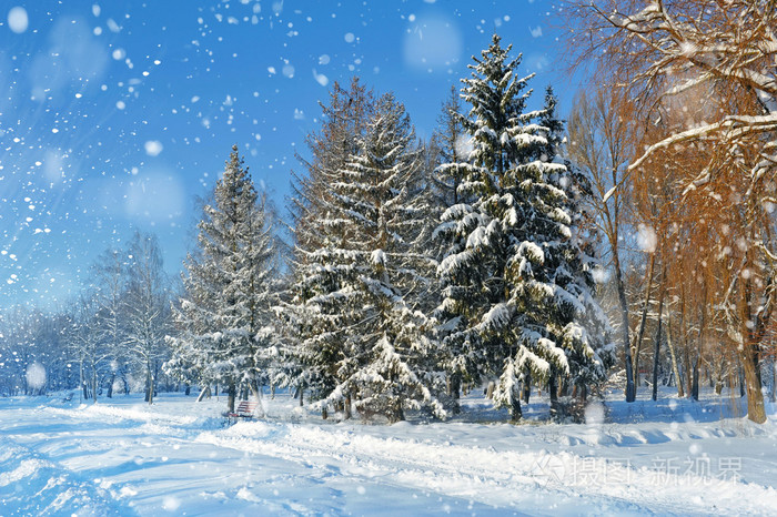 美丽的冬天风景与雪覆盖的树木
