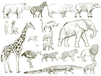 野生动物收藏插画绘画风格