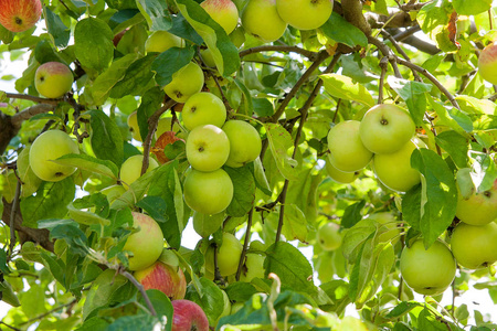 吊在一根树枝，在苹果的闪亮美味苹果或