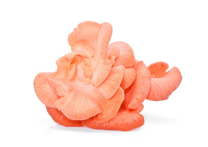 白色背景的粉红色牡蛎蘑菇