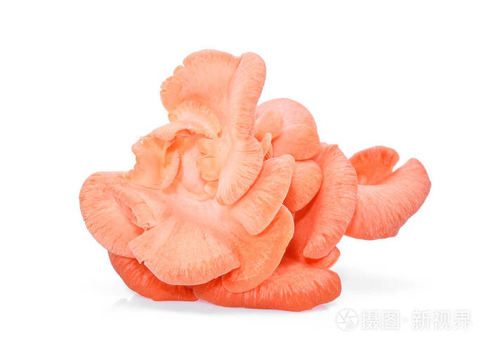 白色背景的粉红色牡蛎蘑菇