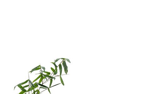 绿色的竹叶, 绿色的热带叶子纹理在文件的白色背景下与修剪路径隔离