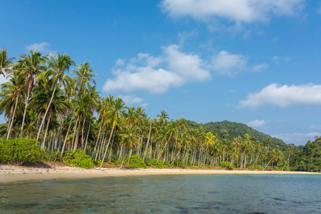 泰国象岛岛上美丽的热带海滩上的棕榈树