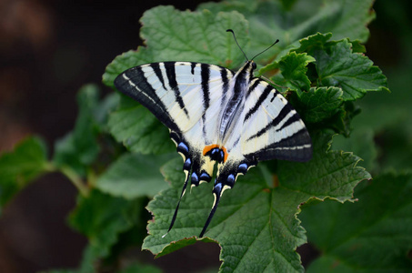 稀有的凤蝶 Iphiclides podalirius 罕见的欧洲蝴蝶坐在盛开的树莓灌木上