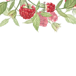 手绘水彩画覆盆子在白色背景。框架植物例证。卡片设计用花和叶子