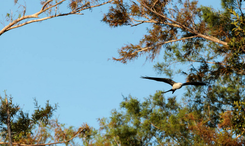 燕子尾风筝收集西班牙苔藓筑巢