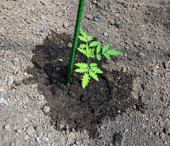 年轻的番茄植物在花园里的床上