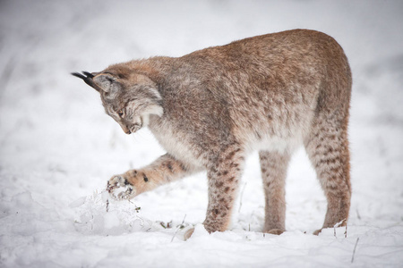 山猫在雪地里玩耍
