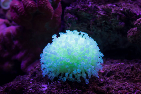 美丽明亮的水下珊瑚礁, 特写