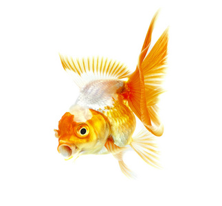 黄金鱼。在白色隔离