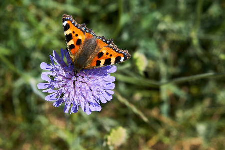 花园花上的 Butterflie