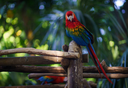 红阿阿鹦鹉坐在树枝上, 看着相机与树叶和植物的背景