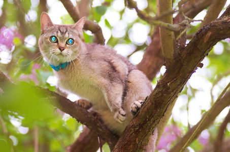 Burmilla 猫的肖像在树上