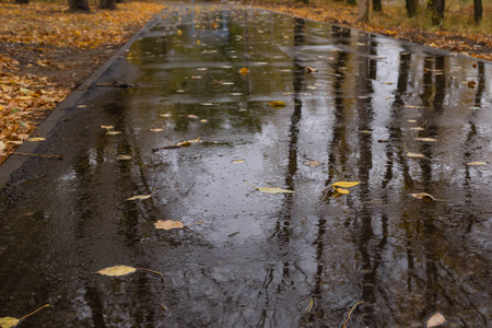 潮湿的沥青路与落叶在一个下雨的秋天晚上在一个公园撒满了黄色叶子