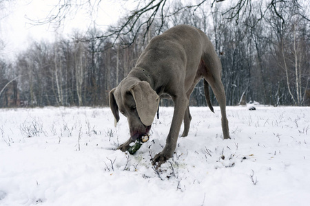 银色 weimaraner 纯种雄性狗 weimaraner 狗躺下