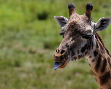 他的舌头伸出在动物园的小长颈鹿