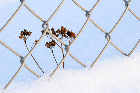 雪中链链栅栏旁的干植物