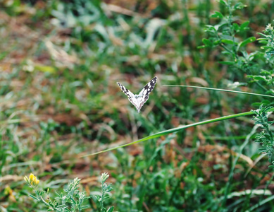 蝴蝶 galathea melanargia 绿草可爱