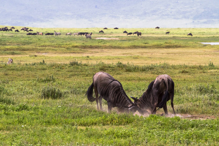 两只羚羊的战斗在 Ngorogoro 的火山口里坦桑尼亚