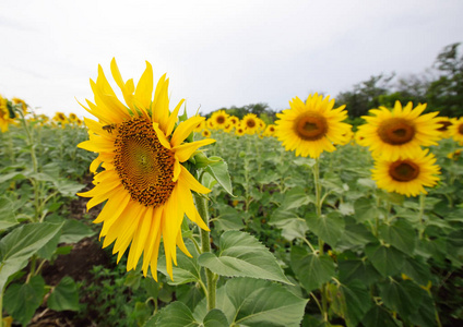 蜜蜂从 sunflowe 收集花粉