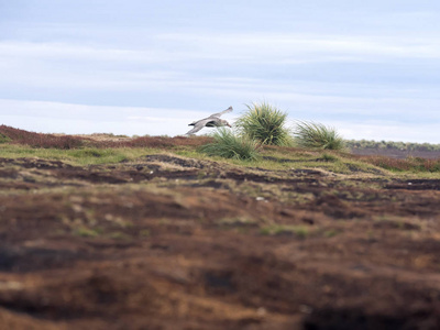 南巨人海燕, Macronectes 竹材, 在飞行中, 海狮, 福克兰群岛
