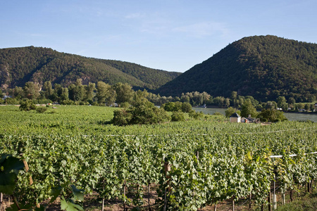 多瑙河畔 Wahau 山谷的葡萄园, 靠近 Durnstein。奥地利