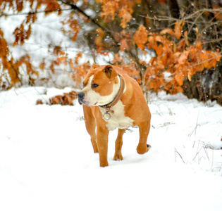 在雪地上的美国斯塔福德郡猎犬狗
