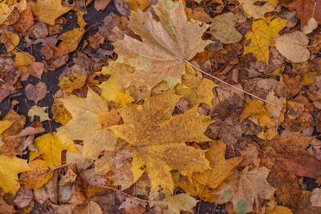 秋天的叶子在一个木制的背景上