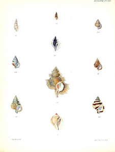 贝壳的例证。Conchologia iconica, 或者, molluscous 动物的贝壳的插图