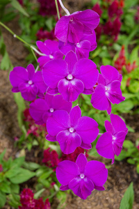 在花园里的紫色兰花