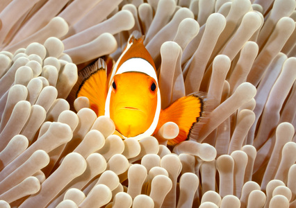 小丑 anemonefish