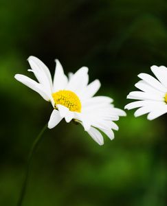 草原上的野生洋甘菊