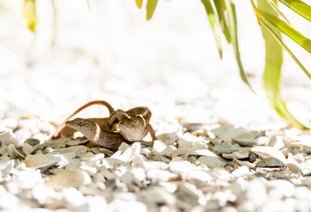 两只棕色变色龙蜥蜴 Anolis sagrei 