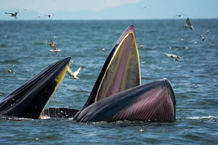 种类的鲸鱼 母亲和小牛 在海里狩猎虾