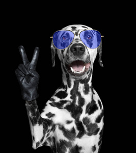 达尔马提亚狗用胜利的手指。黑色隔离
