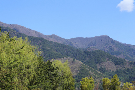 树和山景