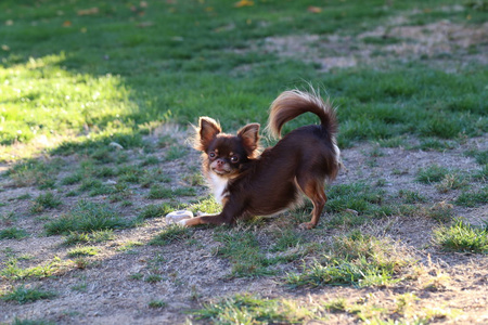 奇瓦瓦 狗小狗在草地上奔跑